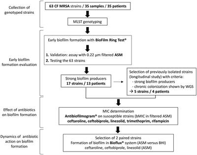 Biofilm Formation in Methicillin-Resistant Staphylococcus aureus Isolated in Cystic Fibrosis Patients Is Strain-Dependent and Differentially Influenced by Antibiotics